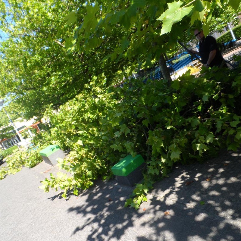 Groot onderhoud bomen Harteheem - 10 van 15