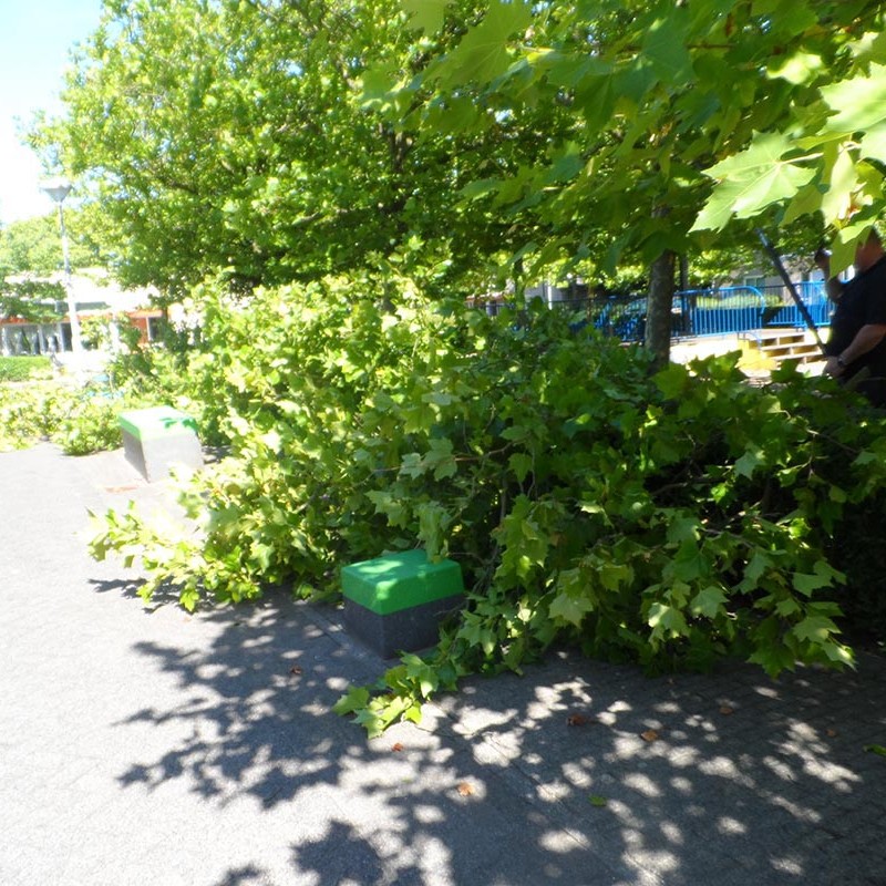 Groot onderhoud bomen Harteheem - 11 van 15