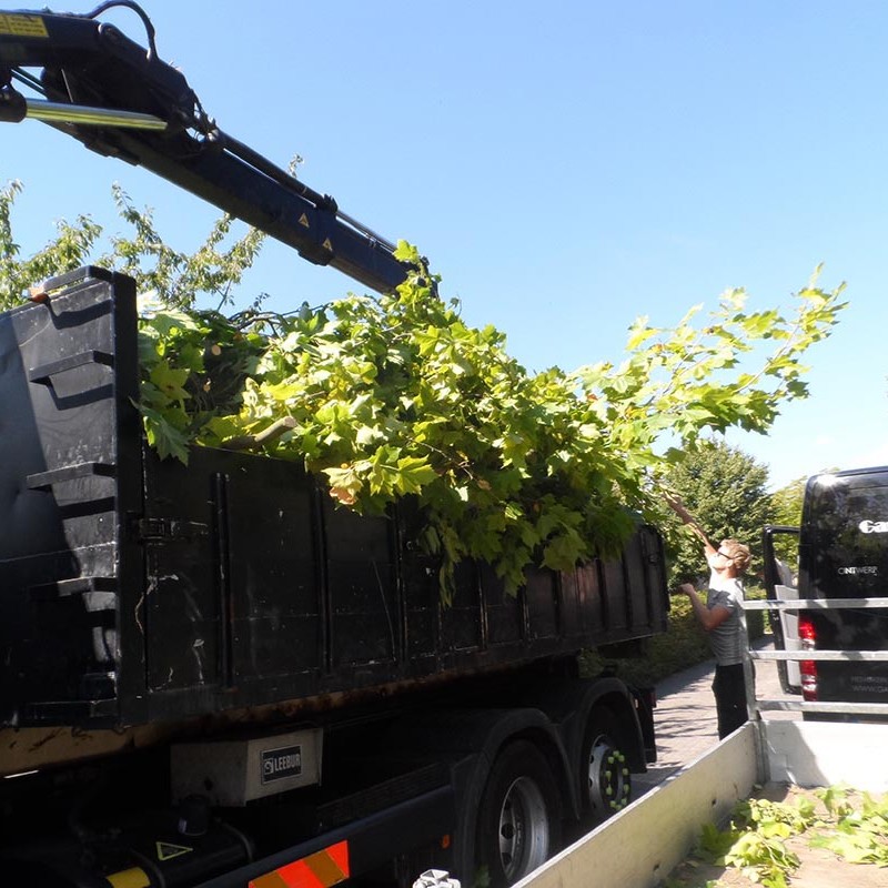 Groot onderhoud bomen Harteheem - 14 van 15