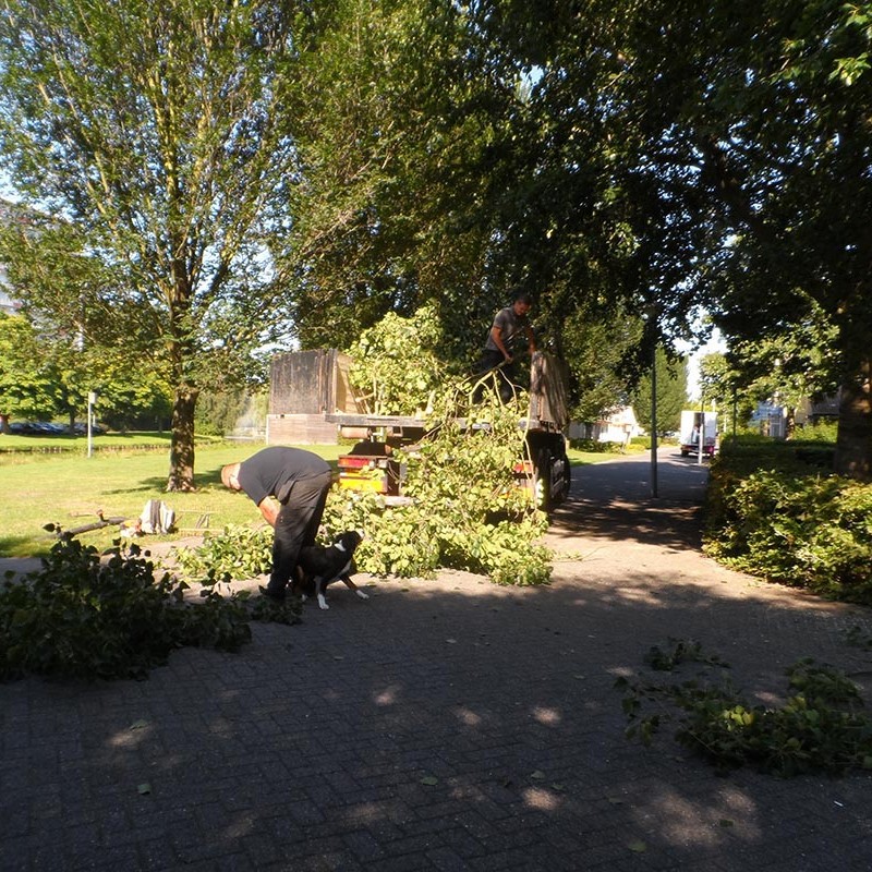 Groot onderhoud bomen Harteheem - 4 van 15