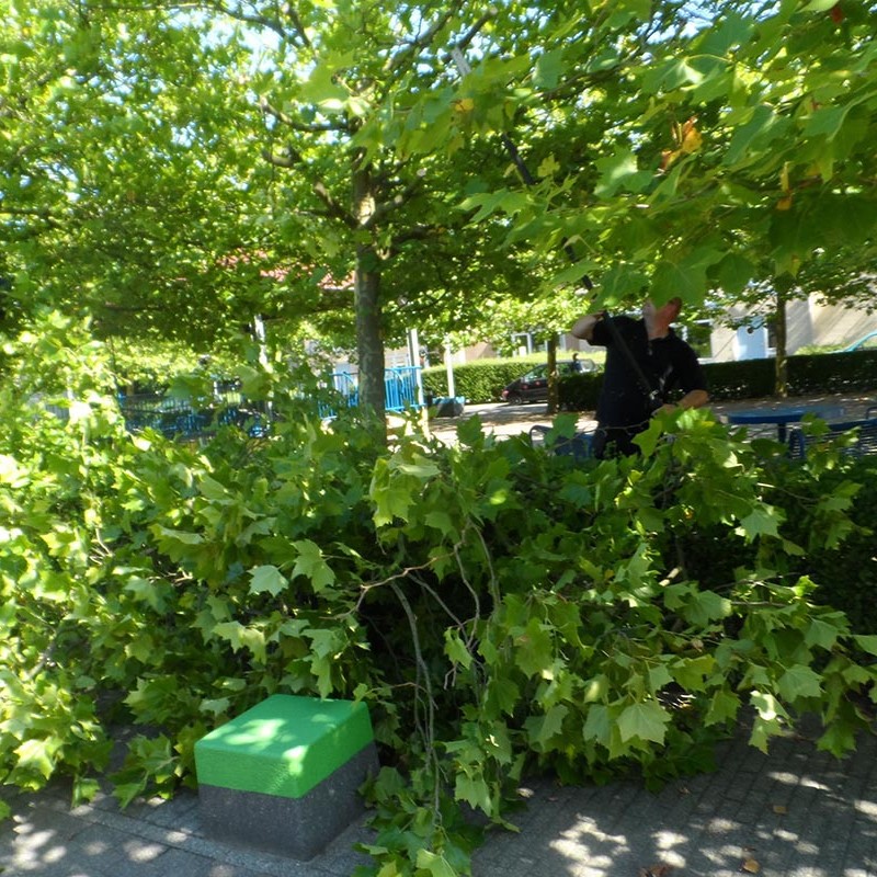 Groot onderhoud bomen Harteheem - 9 van 15